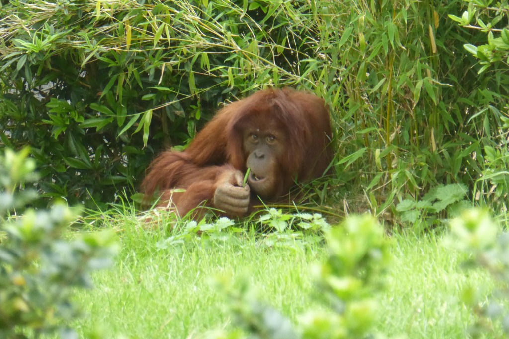 Hello Chester (Pt.2)