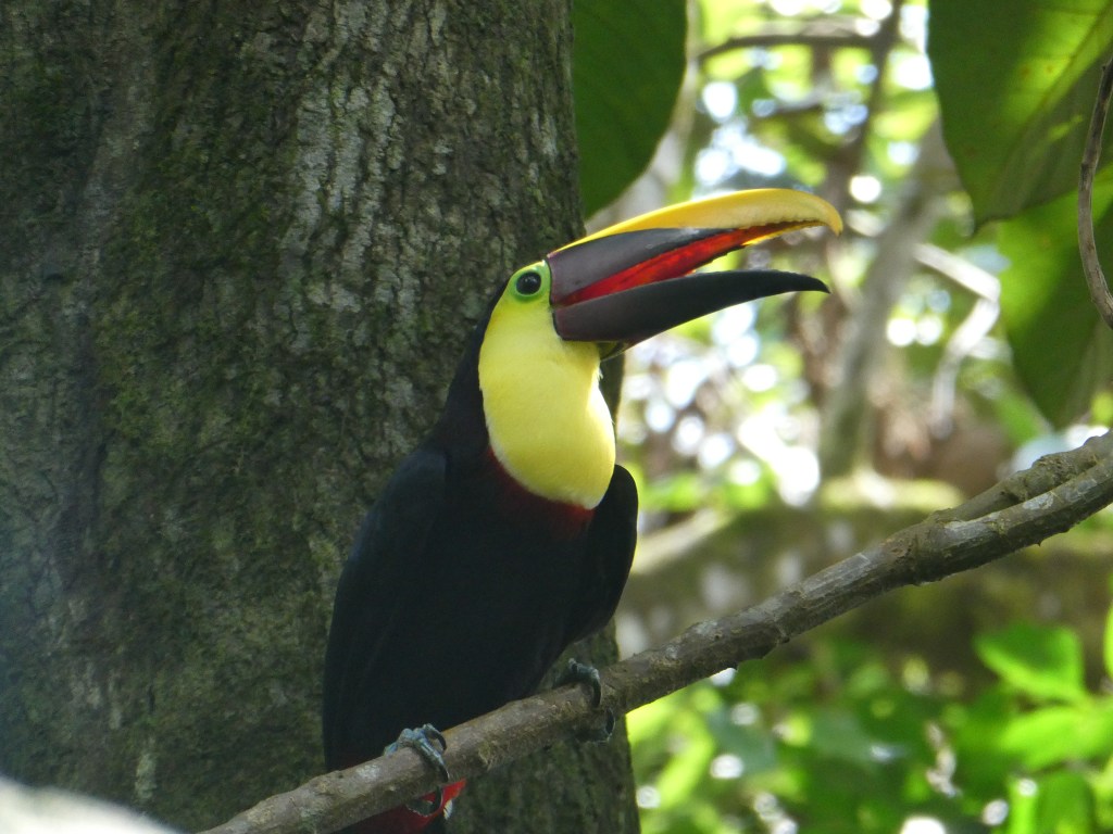 Costa Rica Day 4 – Chocolate and&nbsp;Chilling