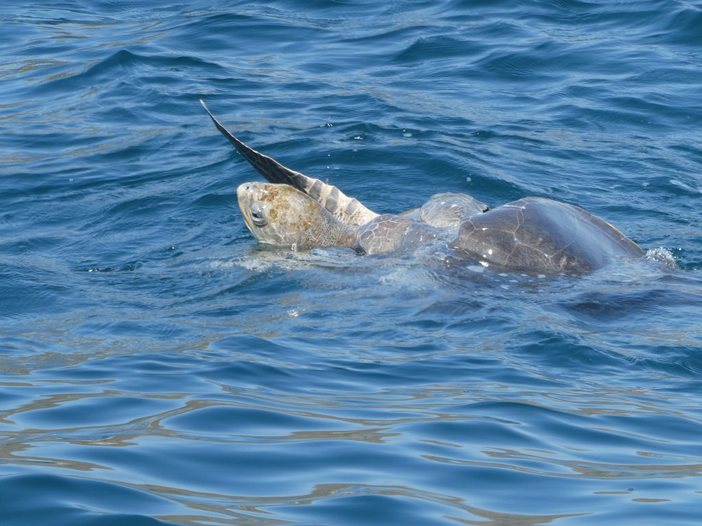 Costa Rica Day 5 – Sea Turtles and&nbsp;Sunsets