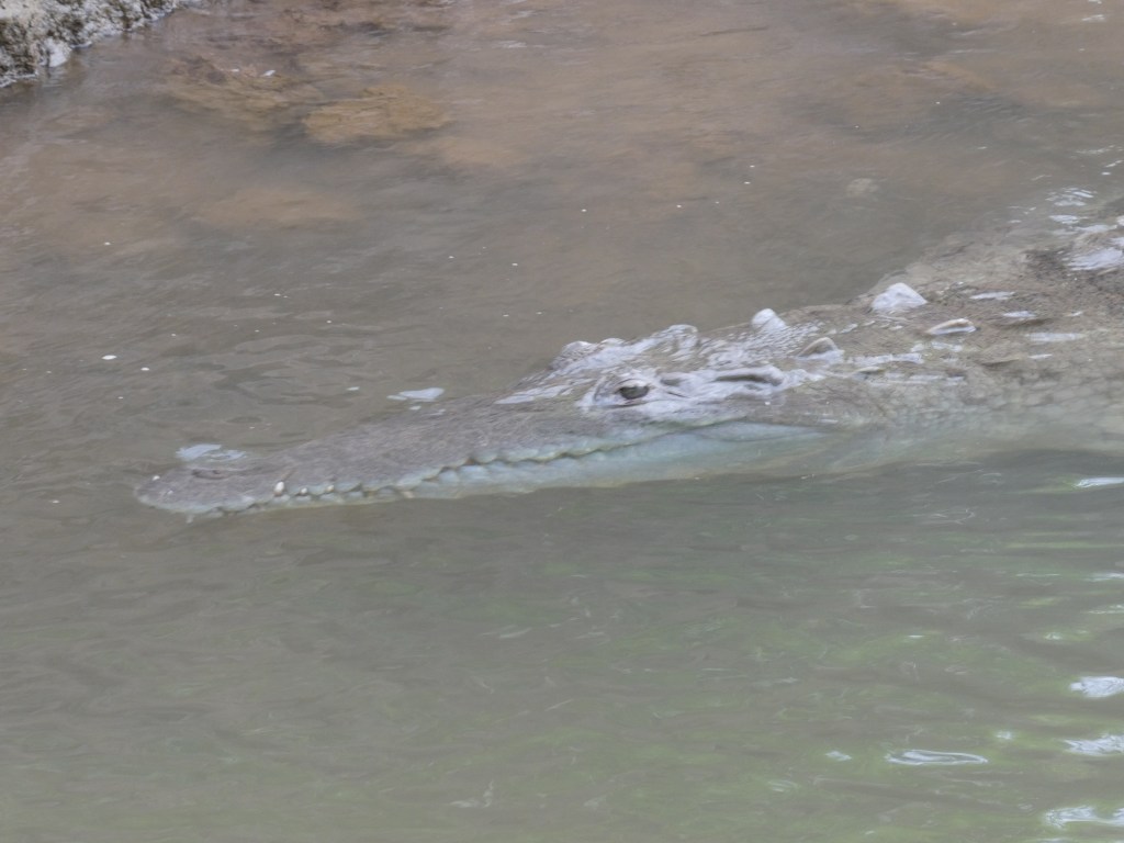 Costa Rica Day 8 – Crocodiles and&nbsp;Karaoke