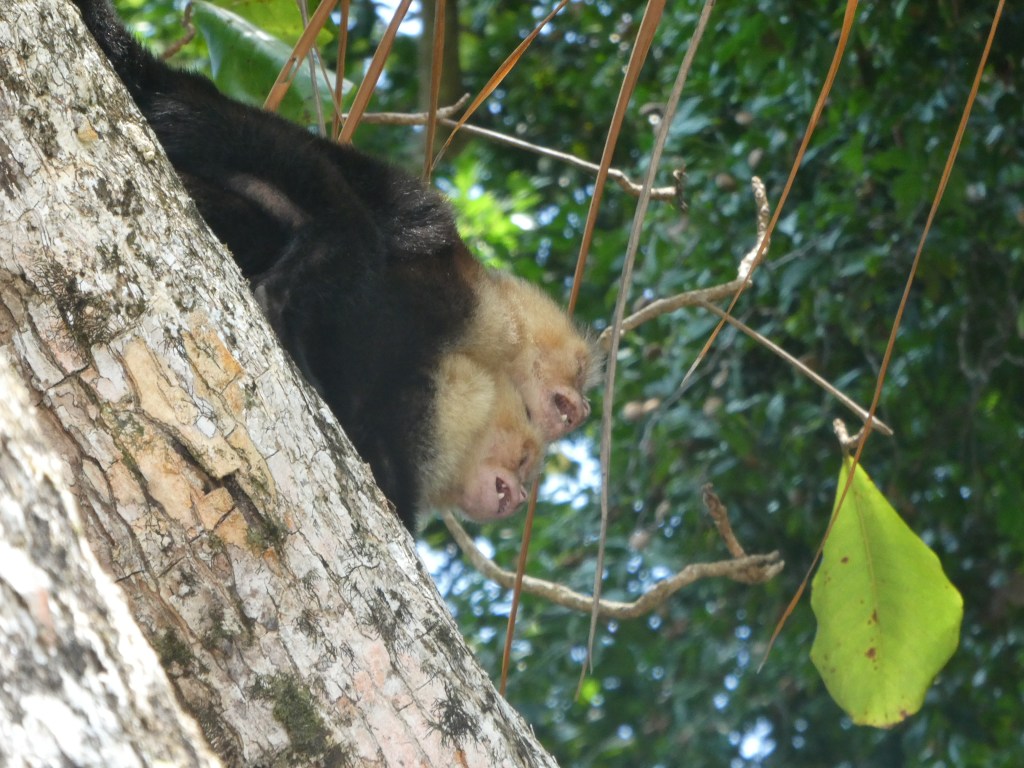 Costa Rica Day 9 – Manuel Antonio National&nbsp;Park