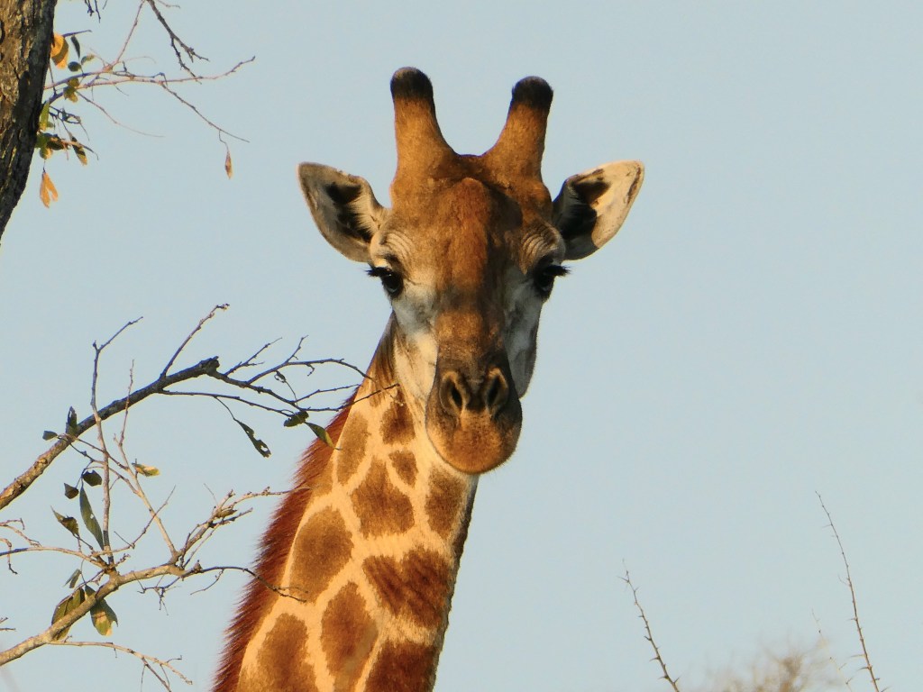 Cape, Safari & Falls – Days&nbsp;3-6